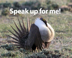 sage-grouse alert