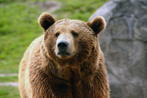 Montana grizzly bear. 