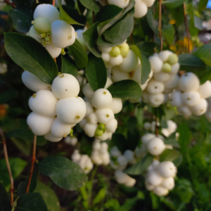 snowberry